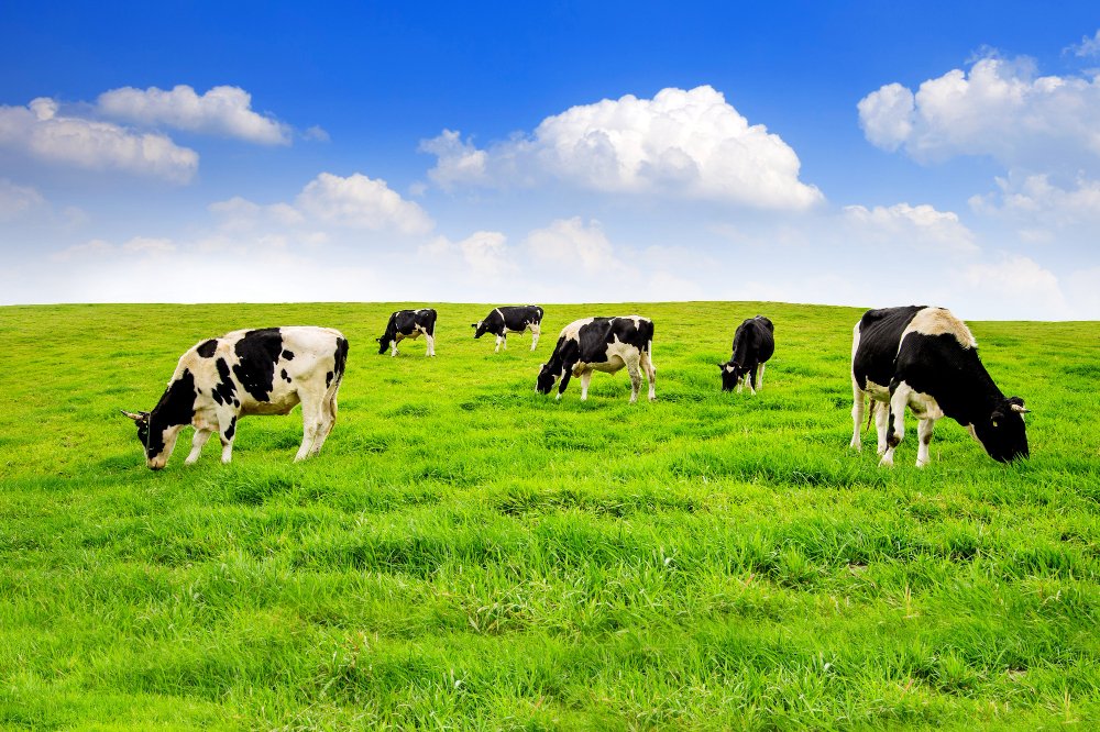 Agricultural Development